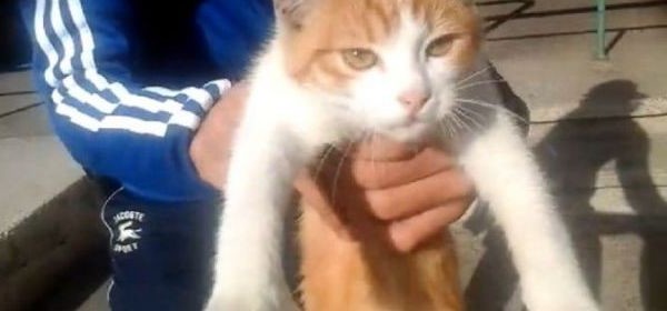 Chat ado metz