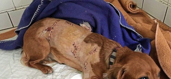 femme corbeil essonnes