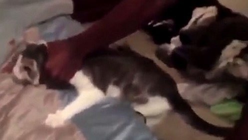 Un Etudiant Americain Frappe Un Chat Avec Une Ceinture