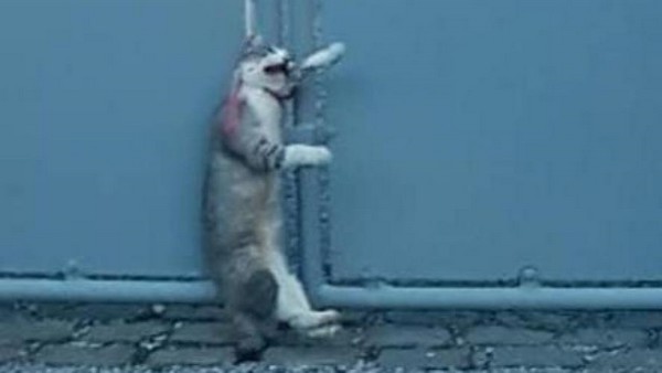 Un Chat Retrouve Mort Pendu Apres Avoir Ete Roue De Coups Riractualites Un Chat Retrouve Mort Pendu Apres Avoir Ete Roue De Coups Riractualites