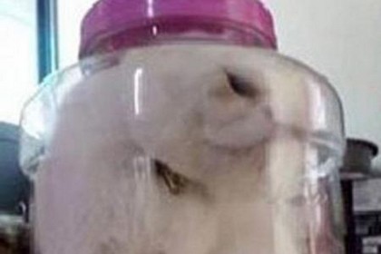 Elle Enferme Son Chat Dans Un Pot Parce Qu Il A Ete Vilain